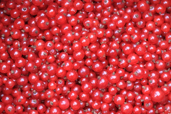 Fresh red currant background — Stock Photo, Image