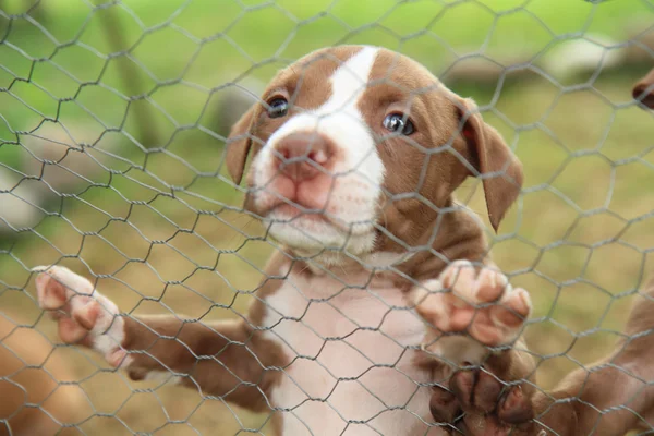 Amerikanischer Pitbull Terrier Welpe — Stockfoto