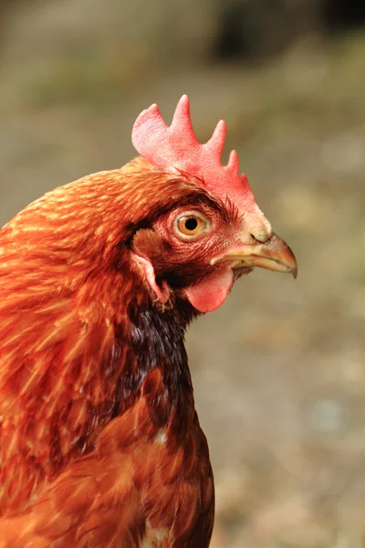 Young red chicken — Stock Photo, Image