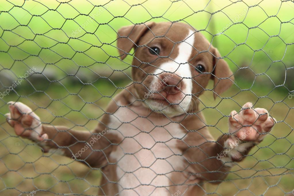 can a american pit bull terrier live in romania