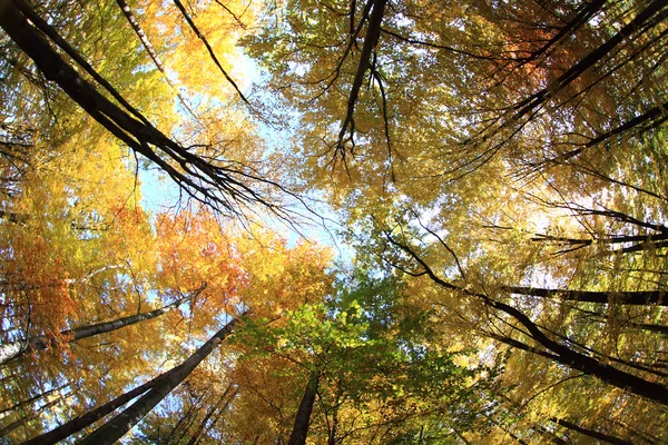 रंग शरद ऋतू वन — स्टॉक फोटो, इमेज