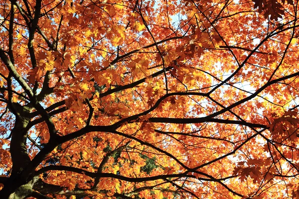 Autumn oak tree leaves background — Stock Photo, Image