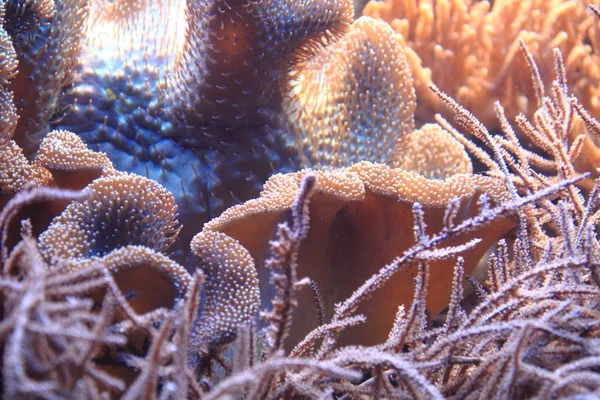 Coral sea background — Stock Photo, Image