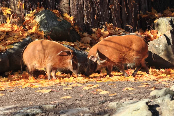 Wild pigs in the autumn — Stock Photo, Image