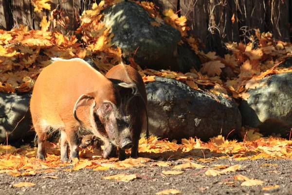 Wild pigs in the autumn — Stock Photo, Image