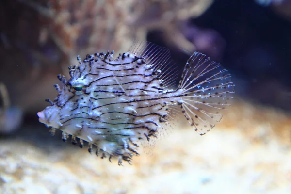 Exotické korálové ryby — Stock fotografie