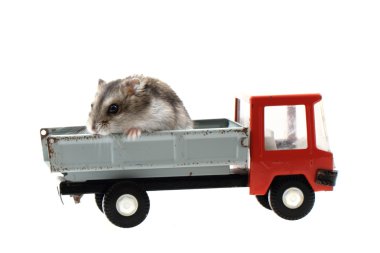 oyuncak araba genç dzungarian hamster