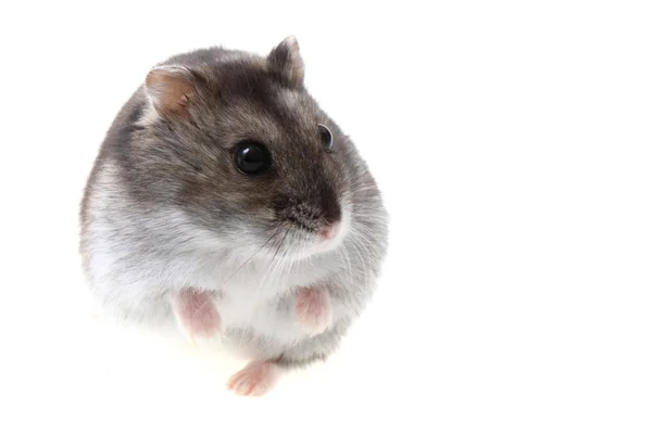 Jovem hamster dzungarian — Fotografia de Stock