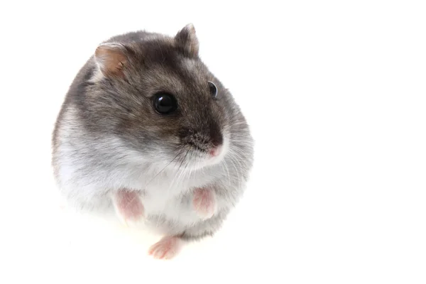 Junger ungarischer Hamster — Stockfoto