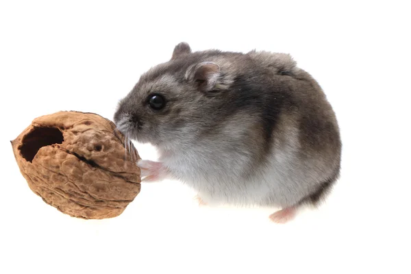 Mladá Džungarská křečka a ořech — Stock fotografie