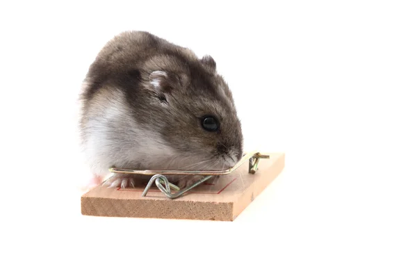 Young dzungarian hamster and mousetrap — Stock Photo, Image