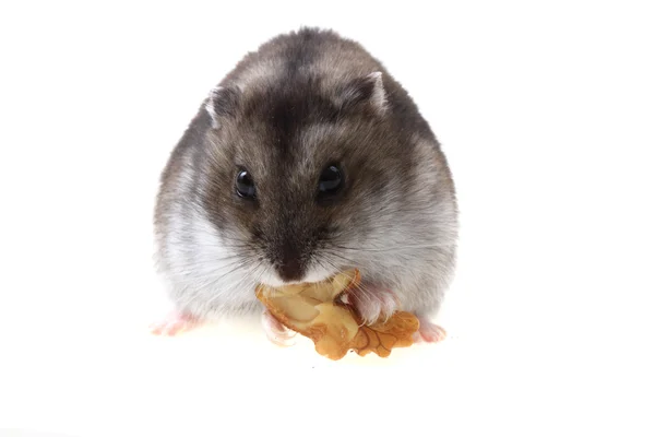 Young dzungarian hamster and walnut — Stock Photo, Image