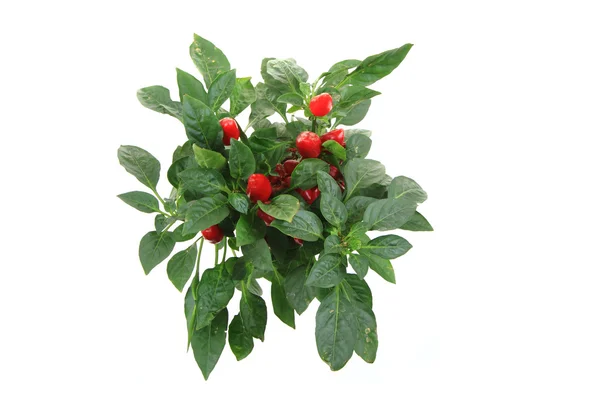 Fresh chilli plant — Stock Photo, Image