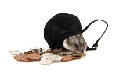 dzungarian hamster ve Çek paralar