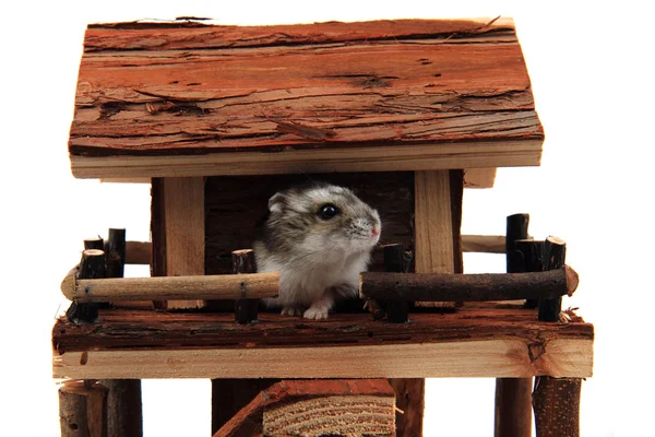 Juguete de casa de madera natural con hámster dzungariano — Foto de Stock