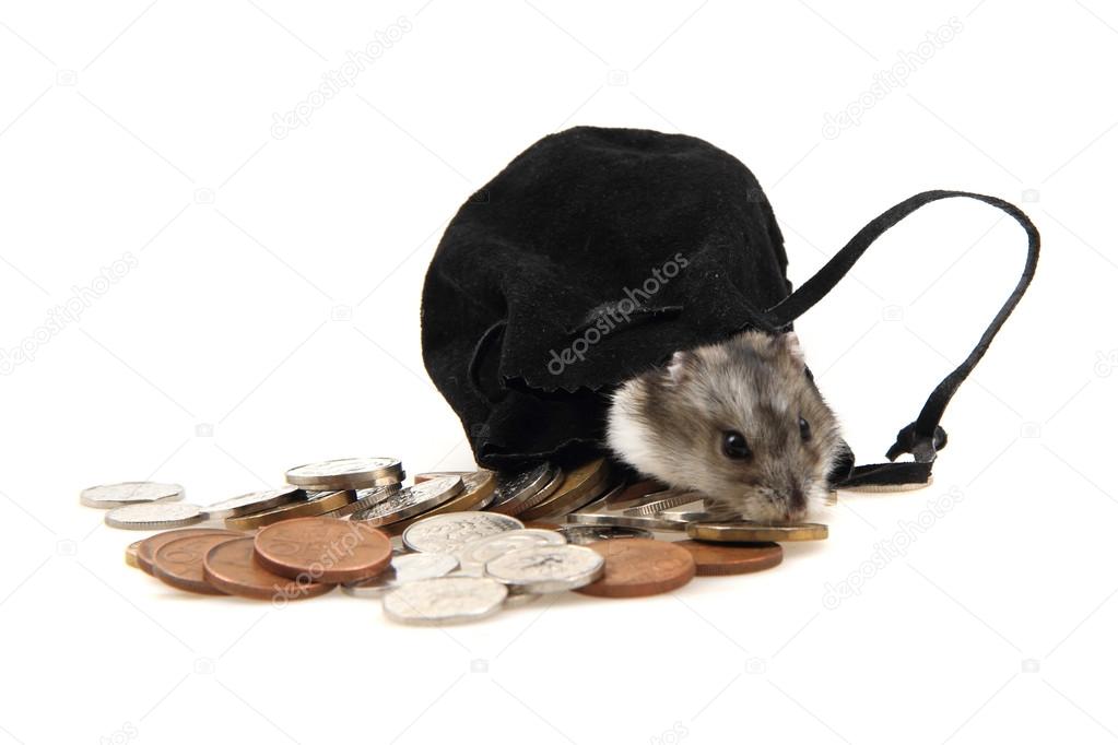 dzungarian hamster and czech coins