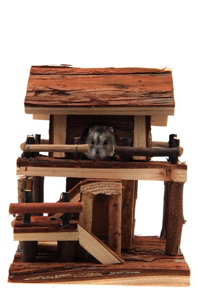 Doğal ahşap ev oyuncak dzungarian hamster ile — Stok fotoğraf