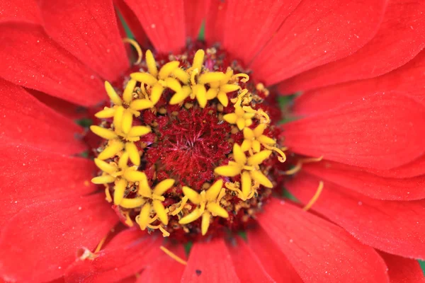 Detail van rode bloem — Stockfoto