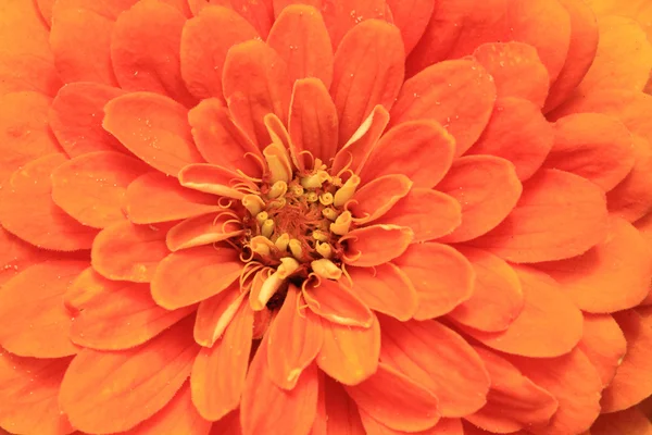 Részlet a narancs virág — Stock Fotó