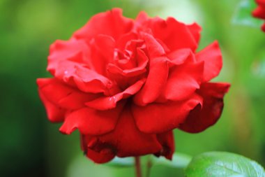 kırmızı gül çiçek