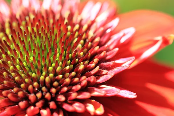 Oranje dahlia detail — Stockfoto