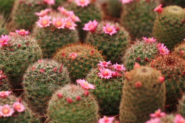 Pembe kaktüs çiçeği — Stok fotoğraf