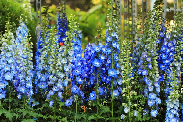 Blue delphinium flower — Stock Photo, Image