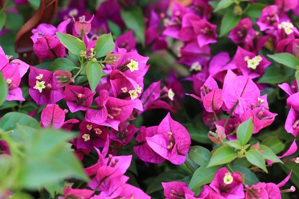 Bougainvillea fiori sfondo — Foto Stock