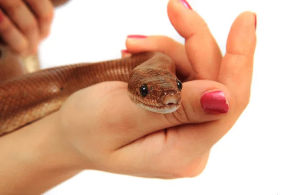 Rainbow boa snake and human hands — Stock Photo, Image
