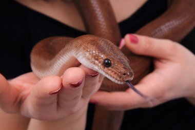gökkuşağı boa yılanı ve insan eli