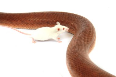 Rainbow boa yılanı ve onun arkadaşı fare