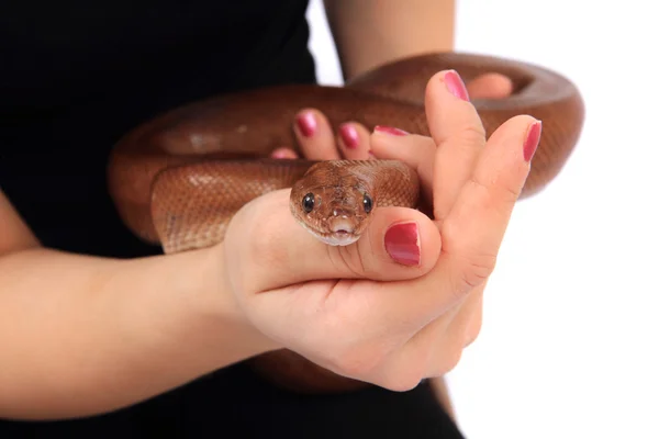 Regnbåge boa orm och mänskliga händer — Stockfoto