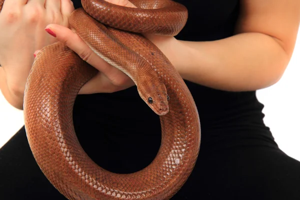 Regnbåge boa orm och mänskliga händer — Stockfoto