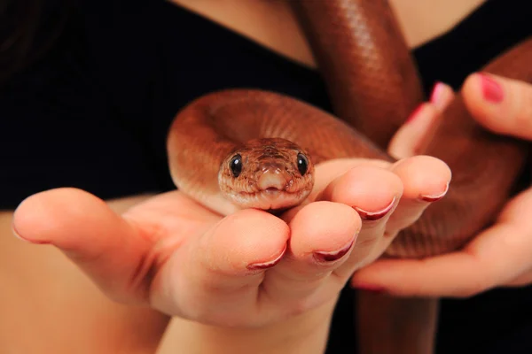 Arco-íris boa serpente e mãos humanas — Fotografia de Stock