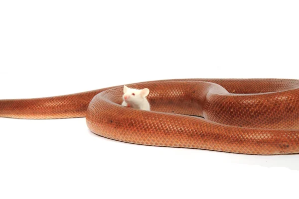 Arco-íris boa serpente e seu amigo rato — Fotografia de Stock