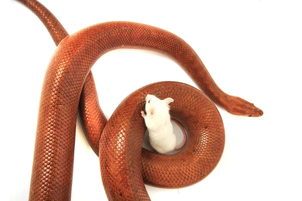 Rainbow boa orm och hans vän mus — Stockfoto