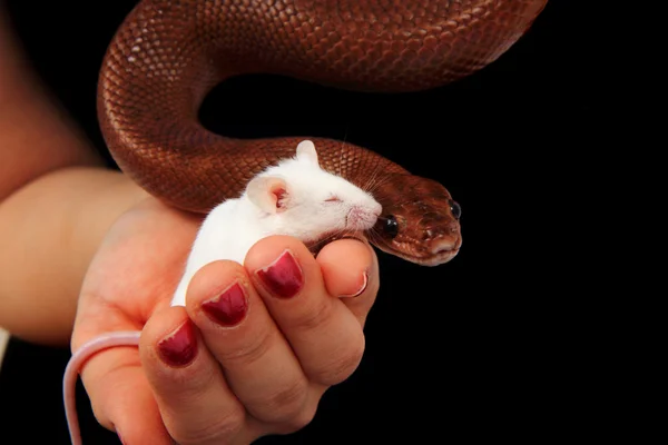 Rainbow boa snake and his friend mouse — Stock Photo, Image