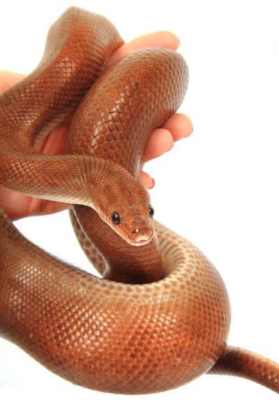 Rainbow boa snake — Stock Photo, Image
