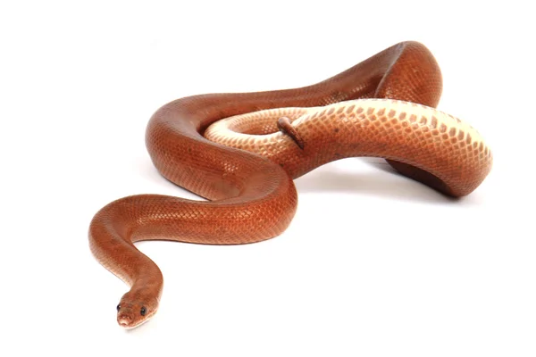 Веселка боа змія — стокове фото
