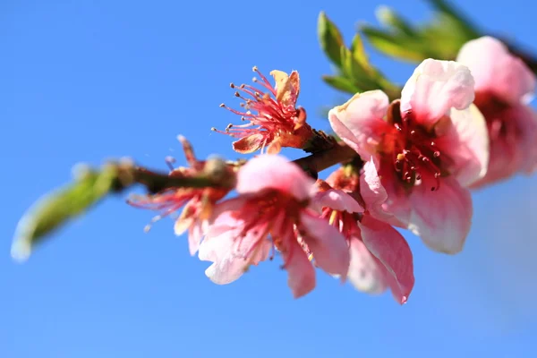 Detalj av persika blomma — Stockfoto