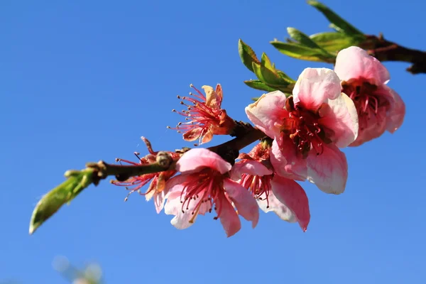 Détail de fleur de pêche — Photo