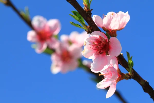 Detalj av persika blomma — Stockfoto