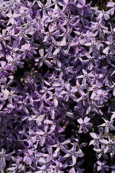 Violette Blumen Hintergrund — Stockfoto