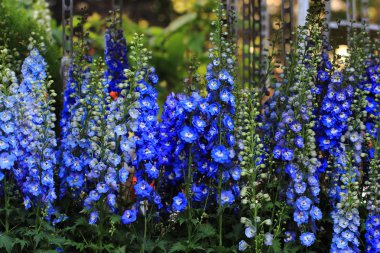 Mavi delphinium çiçek