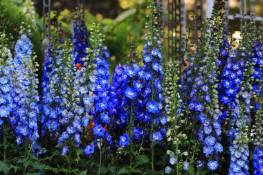 blue delphinium flower clipart