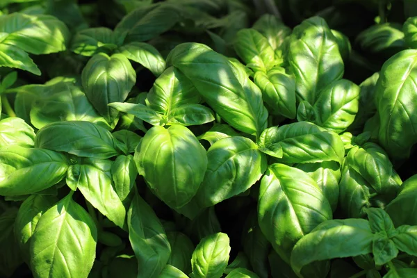 Basil plant background — Stock Photo, Image