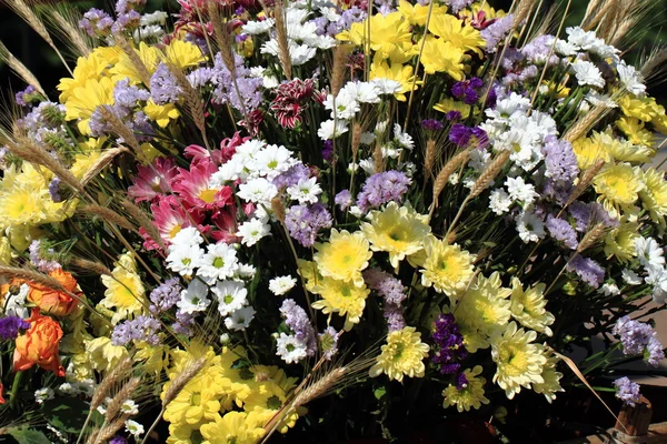 Color flowers background — Stock Photo, Image