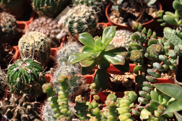 仙人掌植物背景 — 图库照片