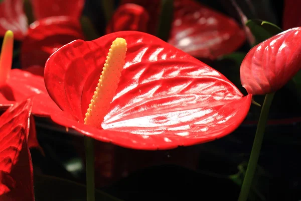 Flamingo-Lilien rot — Stockfoto