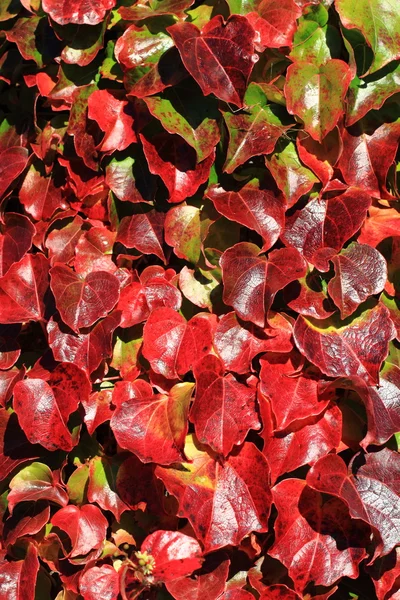 Herbstblätter — Stockfoto